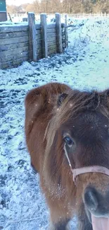 Cute pony standing in a snowy outdoor setting on a winter day.