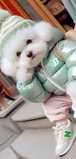 Fluffy poodle in mint winter coat on stairs.