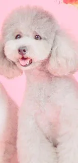 Fluffy poodle on a bright pink background, perfect for mobile wallpaper.