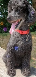 Adorable black poodle with red collar and glowing stars.