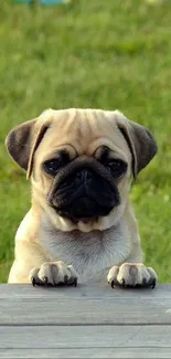 Adorable pug puppy on wooden deck with green grass.