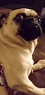 A playful pug dog with a curious expression on a cozy brown background.