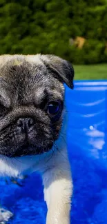 Adorable pug puppy in a bright blue pool with lush green backdrop.