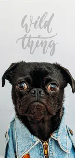 Cute pug in denim jacket with 'Wild Thing' text on mobile wallpaper.