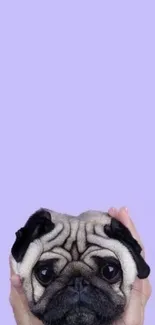 Adorable pug held in hands on a lavender background.