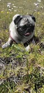 Pug sitting in a sunny field with wildflowers and grass, perfect for wallpaper.