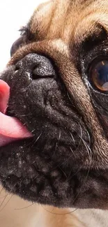 Close-up of cute pug licking its nose, brown fur and big eyes visible.