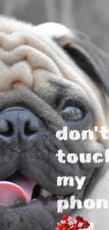 Pug close-up with 'Don't touch my phone' text.