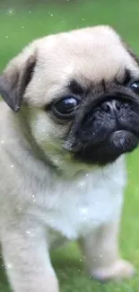 Adorable pug puppy standing on green grass.