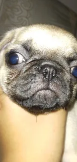 Close-up of an adorable pug puppy face on a phone wallpaper.