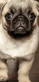 Fluffy pug puppy staring with big eyes on a dark wood floor.