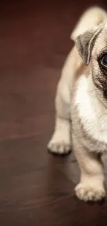 Cute pug puppy on a wooden floor, ideal for mobile wallpaper.