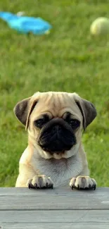 Adorable pug puppy peeking over wooden plank on a lush green lawn.