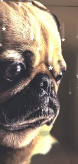 Cute pug with starry night background.