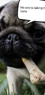 Cute pug with a bone on grassy field.