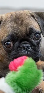 Adorable pug playing with a colorful toy, lying on a cozy surface.