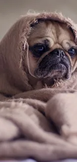 Adorable pug wrapped in a beige blanket, looking cute and cozy.