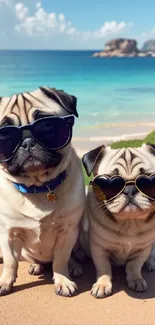 Two pugs with sunglasses sitting on a tropical beach.