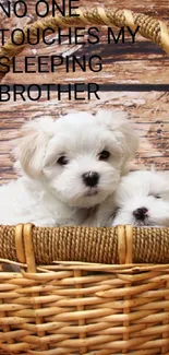 Adorable puppies in a wicker basket with wooden background.