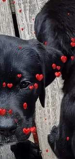 Two playful black Labrador puppies on a rustic wooden deck.