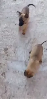 Adorable puppies playing on a textured outdoor surface.