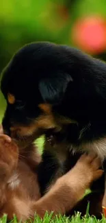 Two puppies playing on green grass with a colorful background.