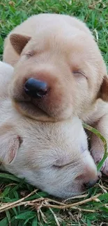 Two puppies sleeping peacefully on grass.