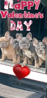 Adorable French Bulldog puppies with Valentine's Day greeting.