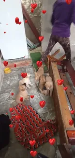 Cute puppies with heart accents in a cozy room setting.