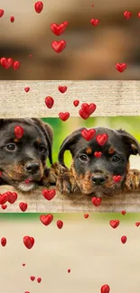 Cute puppies with red hearts wallpaper.