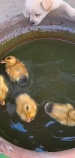 Puppy curiously watches ducklings swim in a clay bowl.