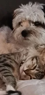 Cute puppy and kitten cuddling on a soft surface.