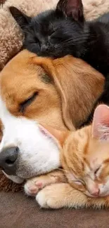 Cute sleeping puppy with two kittens on a brown blanket.