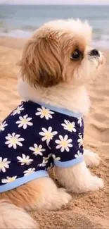 Shih Tzu puppy wearing a daisy sweater on a sandy beach.