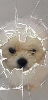 Cute fluffy puppy behind cracked glass effect.