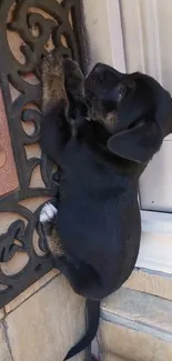 Adorable small puppy resting beside a door.