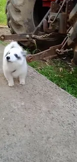 Cute white puppy standing by a tractor on a farm path.