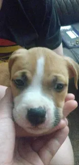 Adorable brown puppy with white facial markings, looking at the camera.