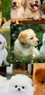 Cute puppies collage wallpaper with fluffy dogs.