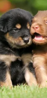 Two adorable puppies sitting on green grass, one black and the other brown.