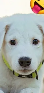 Adorable white puppy with emoji on wooden floor.