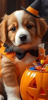 Adorable puppy in Halloween costume with pumpkin.