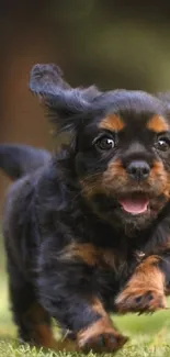 Adorable puppy running on a lush green field, capturing playful energy.