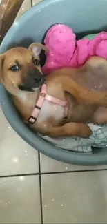 Cute puppy in a basket with plush toys and a pink harness.