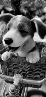Adorable puppy in a bicycle basket in black and white.