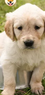 Cute puppy sitting in a bowl on grass.