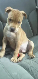 Adorable puppy sitting in a car seat, brown tones.