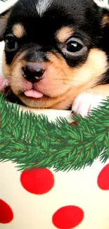 Cute Chihuahua puppy in a festive cup.