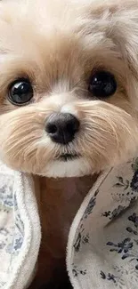 Cute puppy wrapped in a floral blanket.