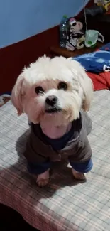 Adorable white puppy in a cozy outfit on a plaid bed.